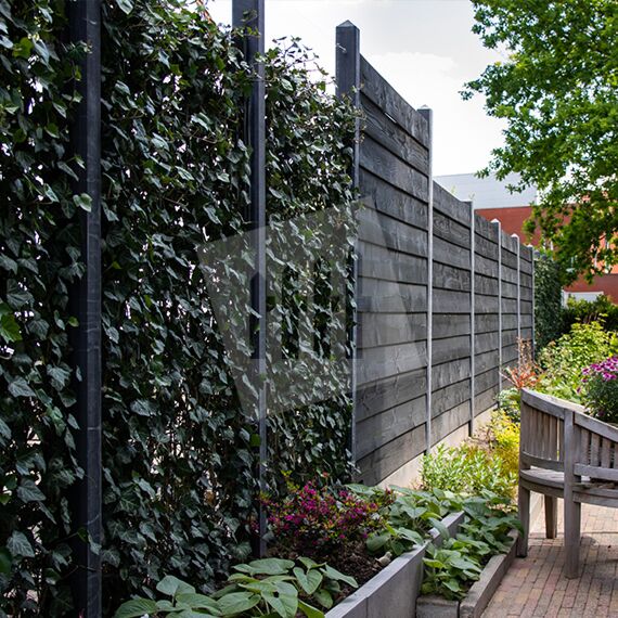 Hedera Helix Woerner | Tuinafscheiding.nl