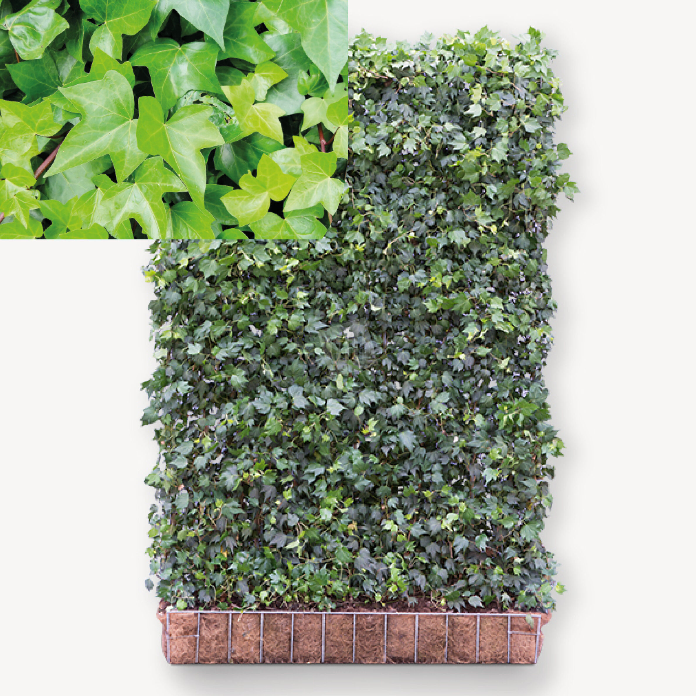 Hedera Helix Woerner | Tuinafscheiding.nl