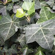 Klimplanten Hedera Hibernica