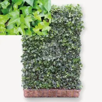 Toscaanse jasmijn Trachelospermum | 180x120 cm | Mobilane